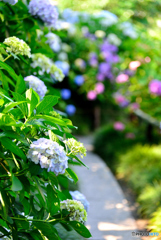 紫陽花寺・あじさい小道