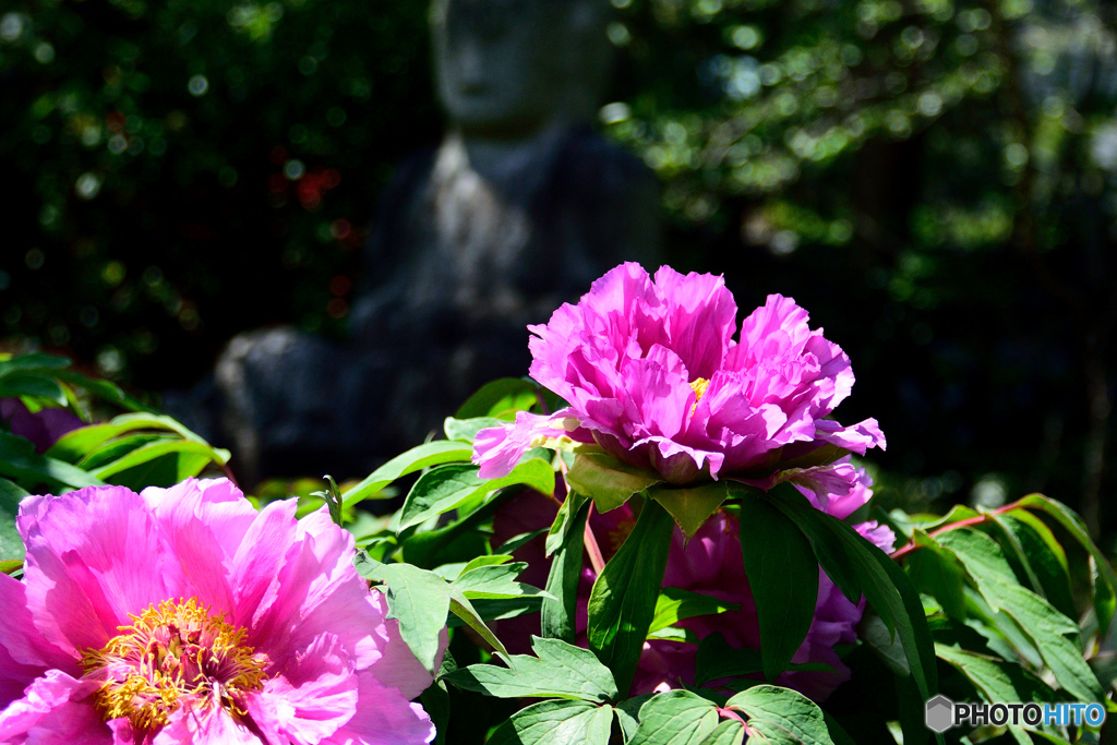 石光寺の牡丹（２）