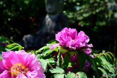 石光寺の牡丹（２）