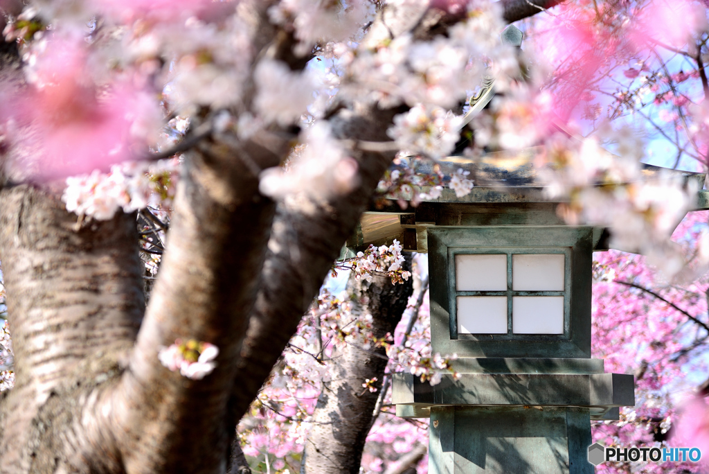 花にかこまれて