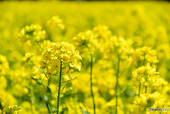 菜の花
