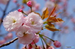 八重の桜