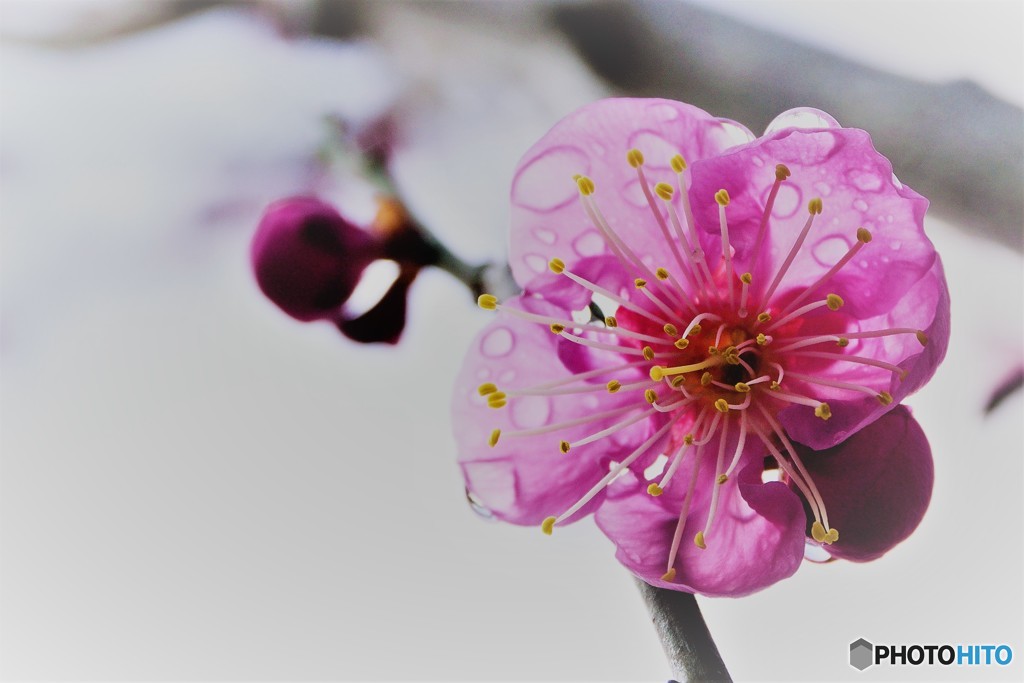 庭の紅梅も開花