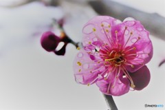 庭の紅梅も開花