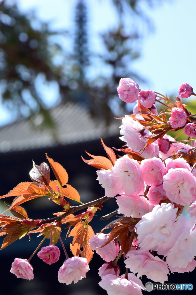 ボタン桜