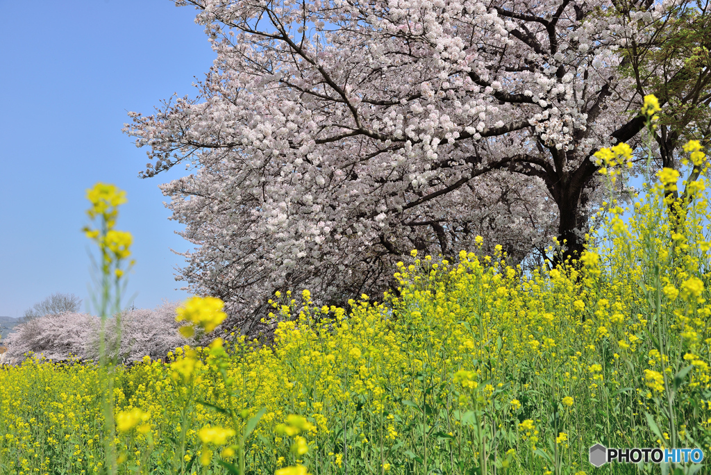 竜田川の堤