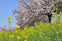 竜田川の堤