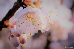 春のはじまり