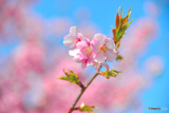 満開の河津桜