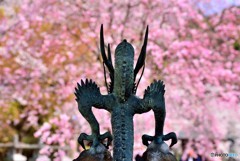 龍の花見
