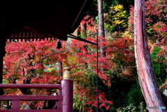 勝尾寺(3)