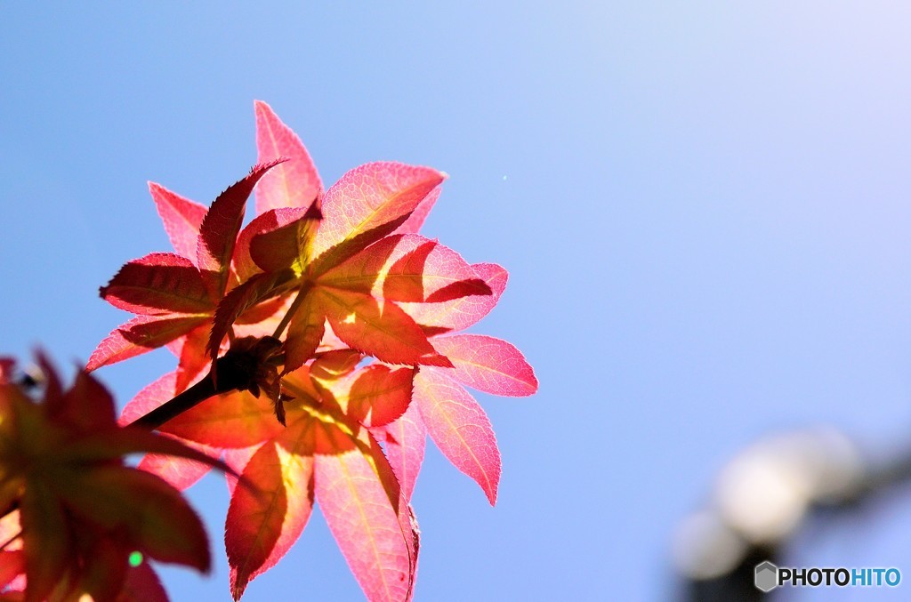 春の紅葉