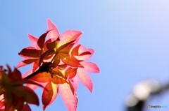 春の紅葉