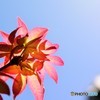 春の紅葉