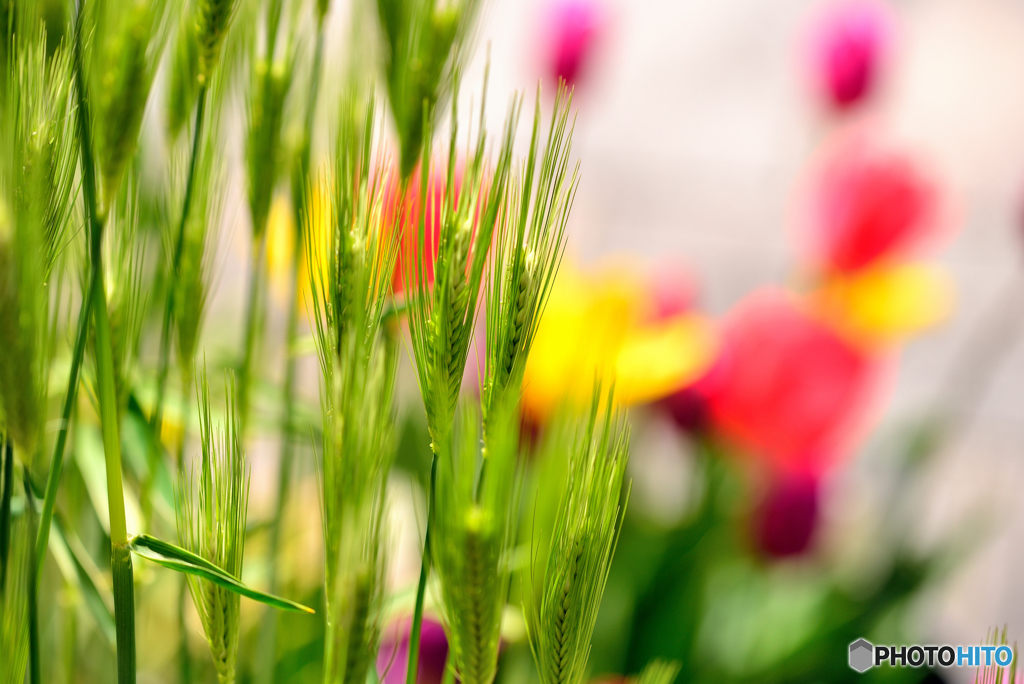 麦とチューリップ