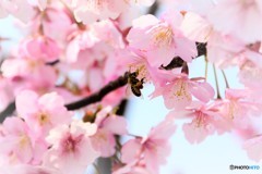 春満開