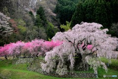 宇陀の300年桜（3）