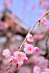 阿部文珠の枝垂れ桜