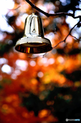 森のクリスマス