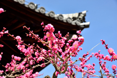 飛鳥寺の紅梅