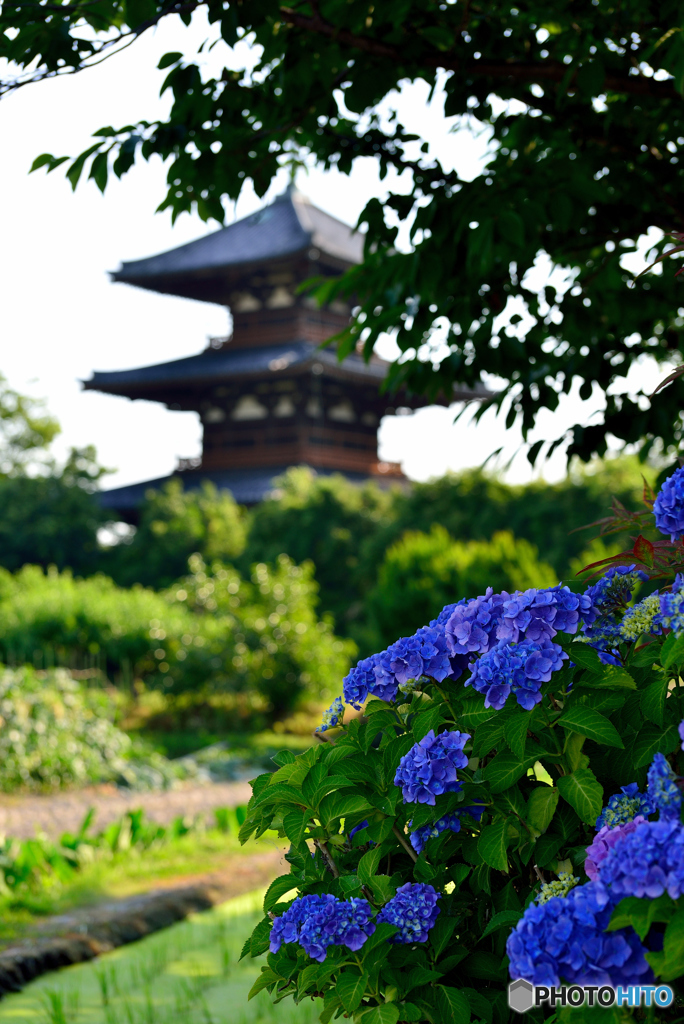 初夏の法起寺（１）
