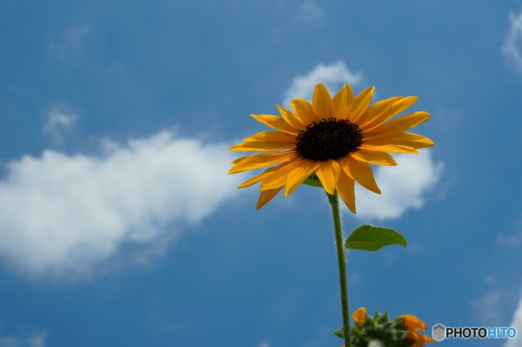 夏空に向かって