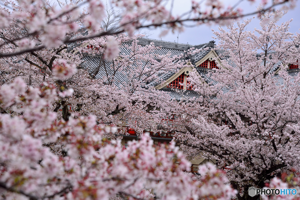 桜に社