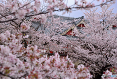 桜に社