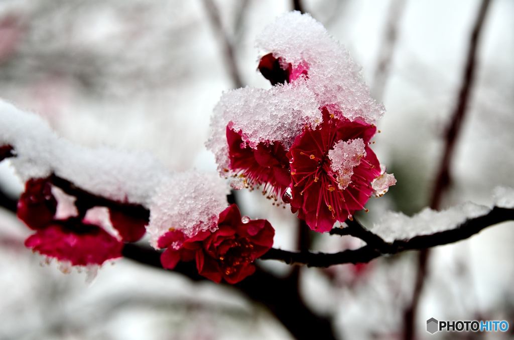 雪の紅梅