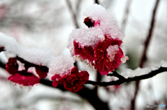 雪の紅梅
