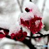 雪の紅梅