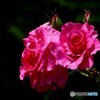 薔薇