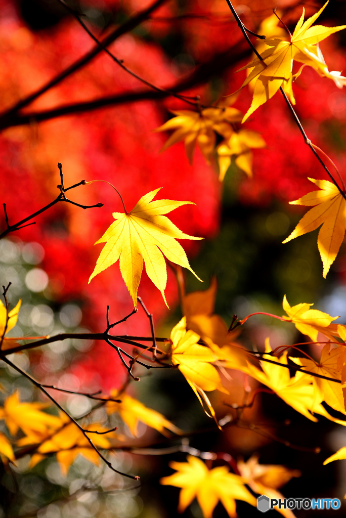 金戒光明寺の紅葉