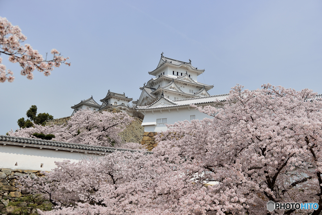 春の姫路城