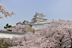 春の姫路城