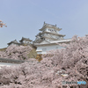 春の姫路城