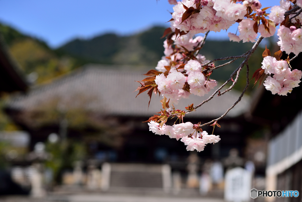 當麻寺八重桜