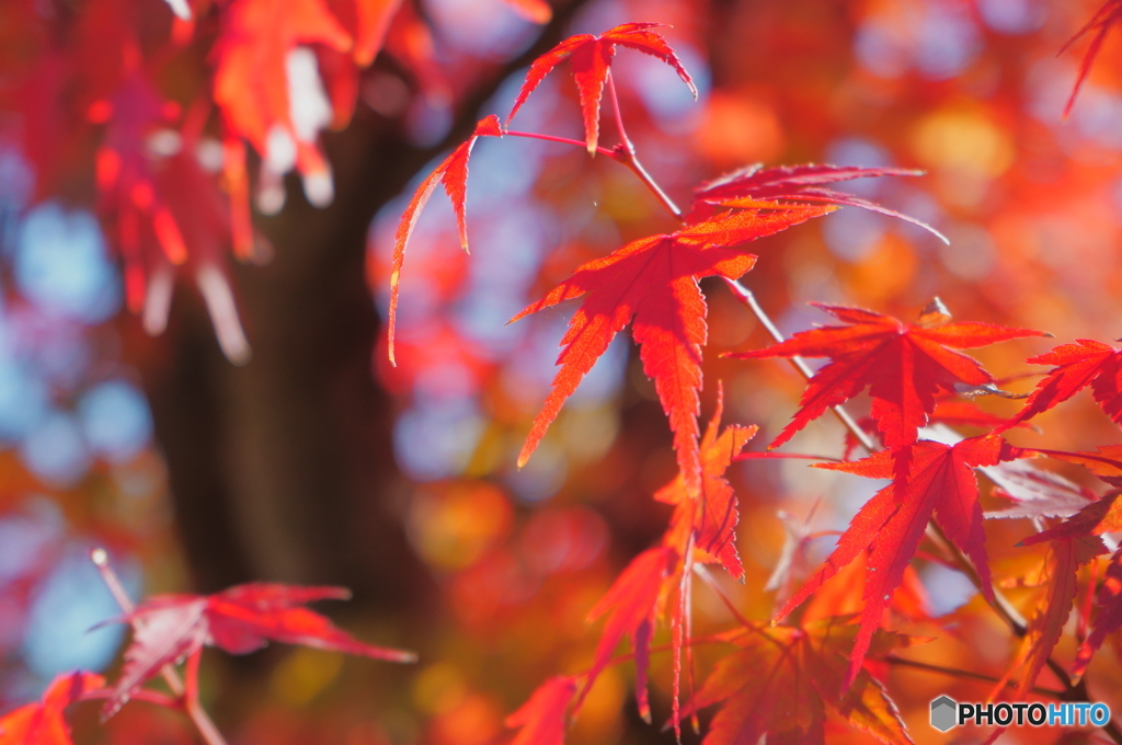 竜田の紅葉