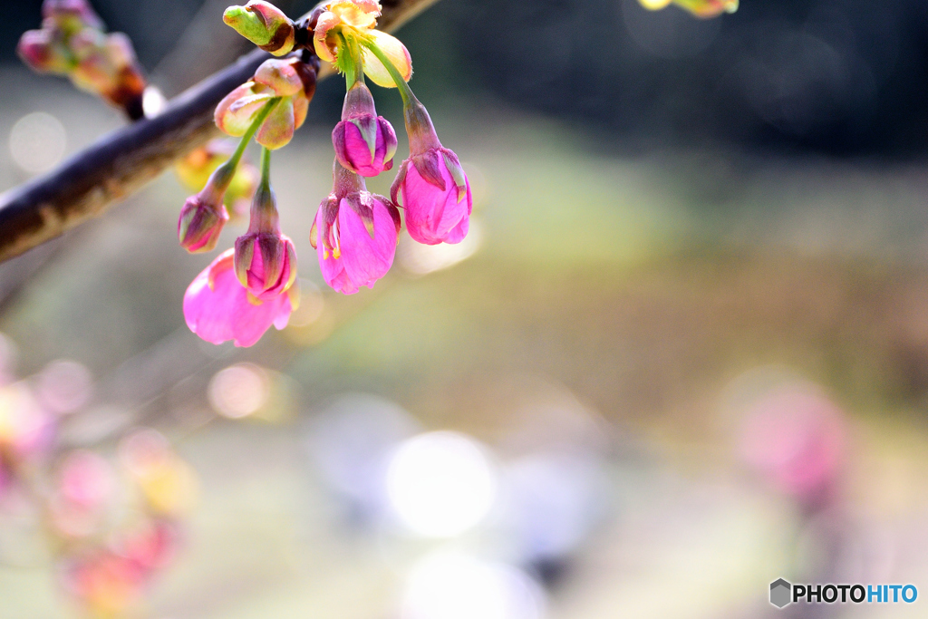 河津桜４