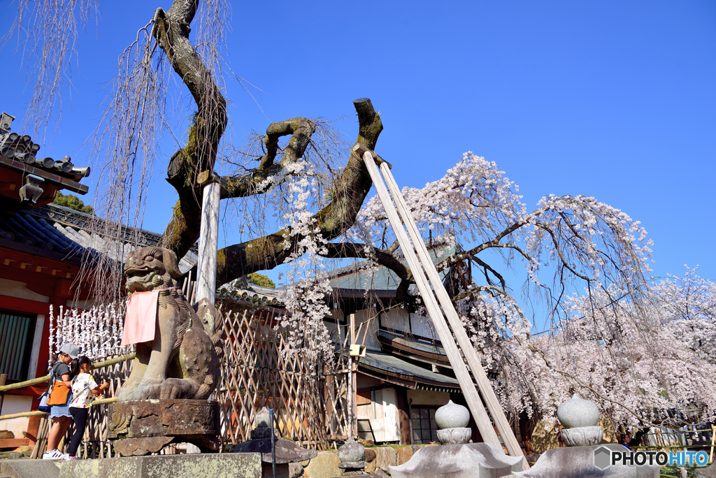 氷室神社の枝垂れ桜