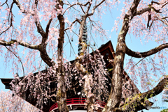 吉野山　東南院