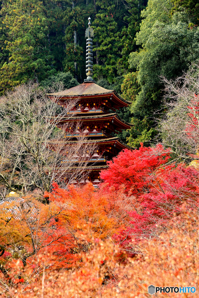 長谷寺錦秋の塔