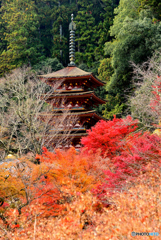 長谷寺錦秋の塔
