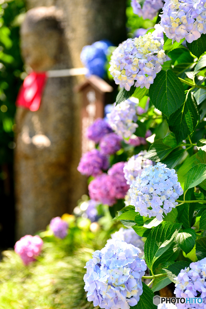 紫陽花寺・味噌なめ地蔵