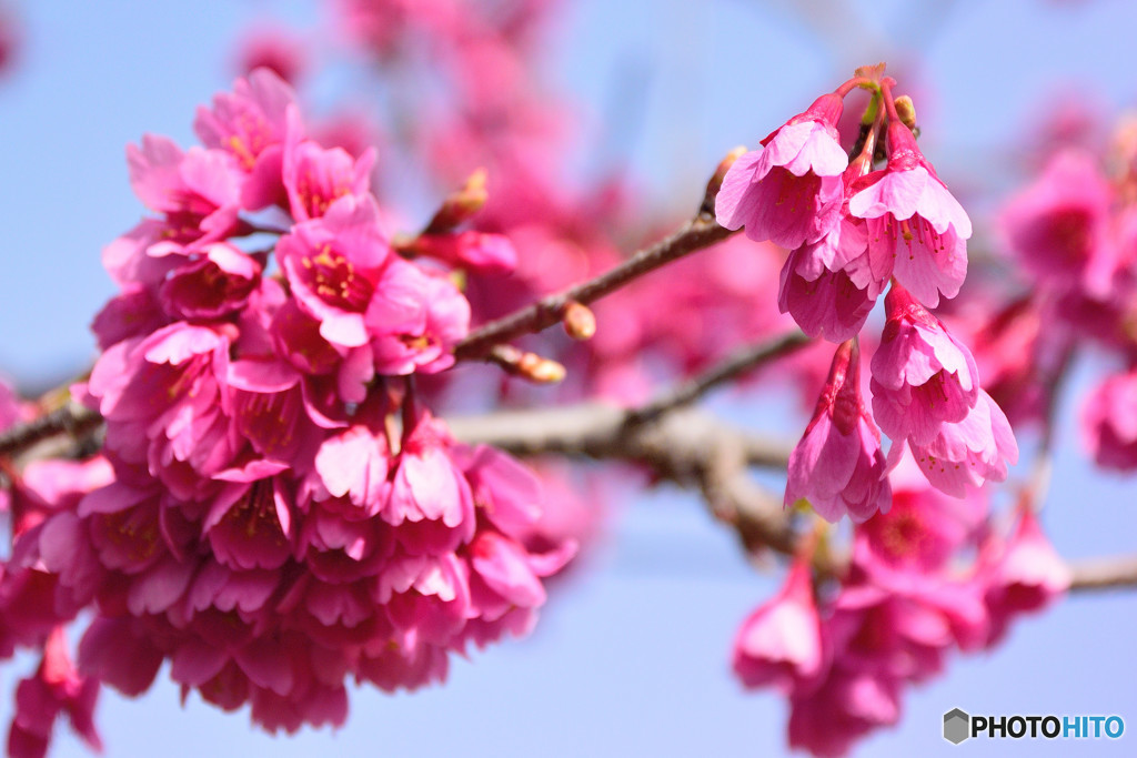 緋桜