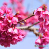 緋桜