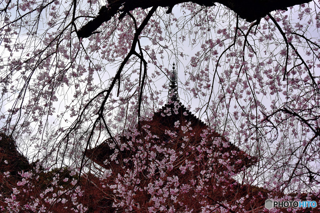 桜しだれ