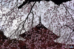 桜しだれ