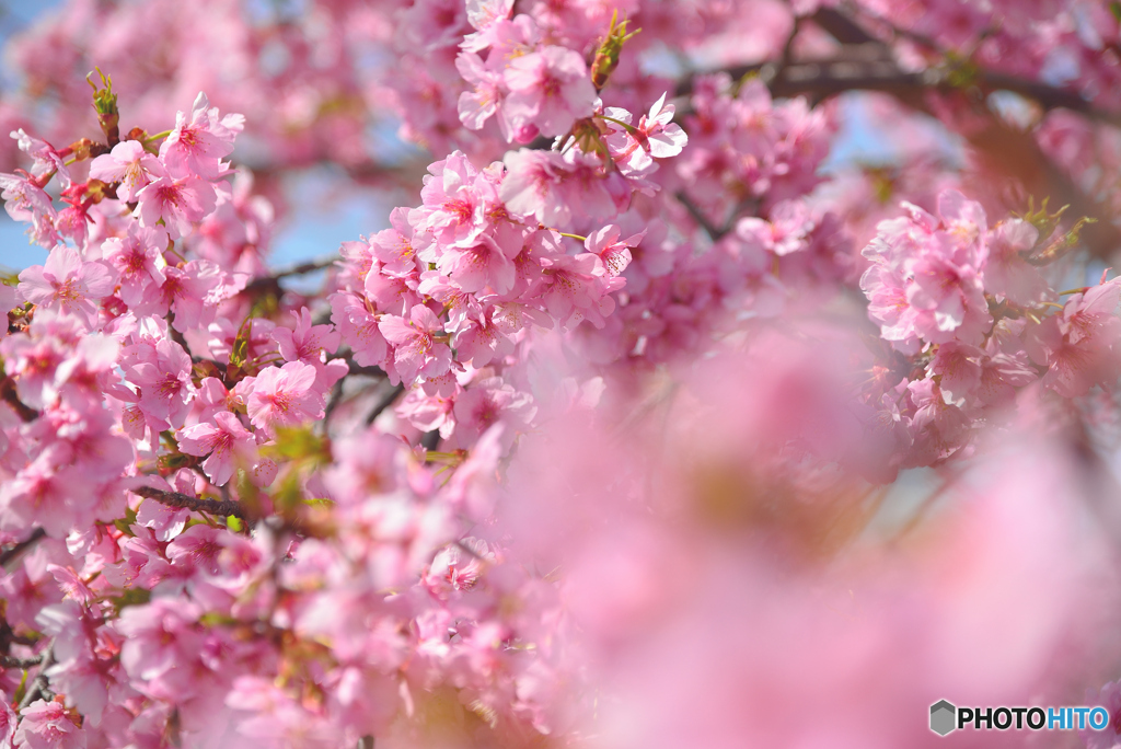 河津桜