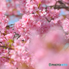 河津桜